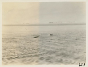 Image: White whale